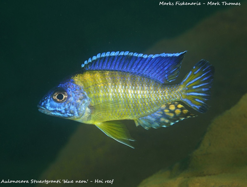 Aulonocara stuartgranti 'Hai Reef'